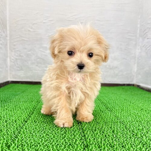 MIX・雑種 犬の販売・譲渡 14007 マルプー(おマメくん)