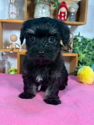 MIX・雑種 犬の販売・譲渡 14010 小さなマルックス