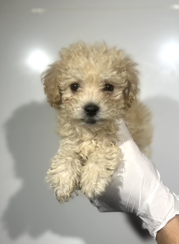 MIX・雑種 犬の販売・譲渡 14011 ビションプー 男の子