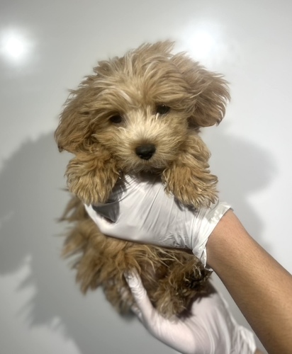 MIXEG  ̔̔En 14012 }v[@j̎q