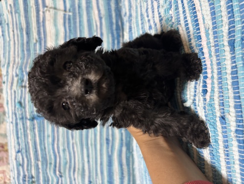 MIXEG  ̔̔En 14015 ɏ}v[Y܂Ă܂^ ^