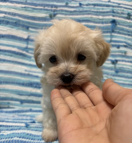 MIX・雑種 犬の販売・譲渡 14016 マルプー産まれてます^ ^