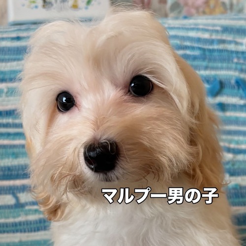 MIXEG  ̔̔En 14017 }v[j̎q