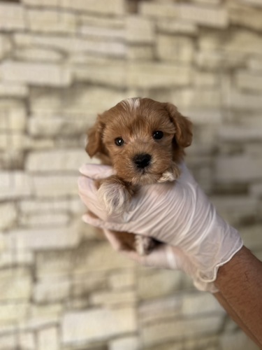 MIX・雑種 犬の販売・譲渡 14019 マルプー9315