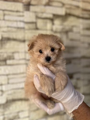 MIX・雑種 犬の販売・譲渡 14020 ポメプー