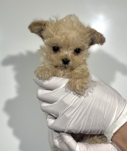 MIX・雑種 犬の販売・譲渡 14022 極小マルプー男の子