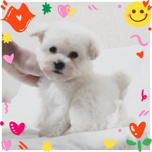 MIX・雑種 犬の販売・譲渡 14024 募集明日まで!!ティーカップサイズビションプー