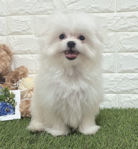 MIX・雑種 犬の販売・譲渡 14027 ポメラニア×マルチーズ 男の子