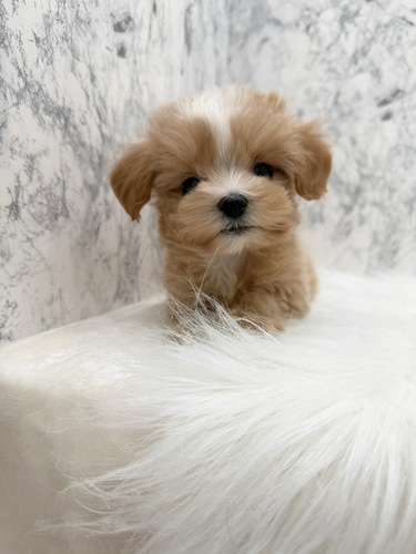 MIX・雑種 犬の販売・譲渡 14028 色合い抜群マルプーちゃん。お迎え総額。