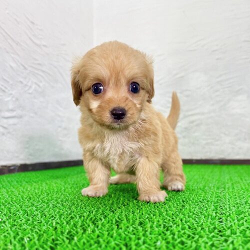 MIX・雑種 犬の販売・譲渡 14029 チワプーくん