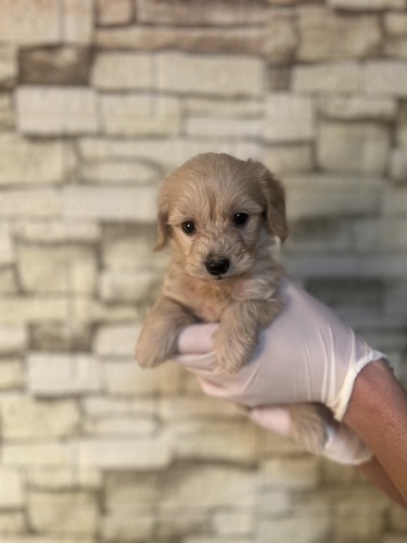 MIX・雑種 犬の販売・譲渡 14030 ダップー アイボリー