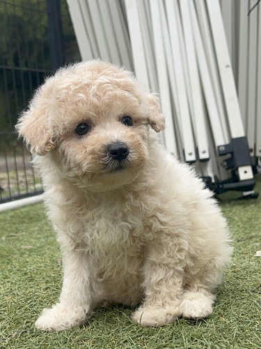 MIXEG  ̔̔En 14031 rVv[̏̎q