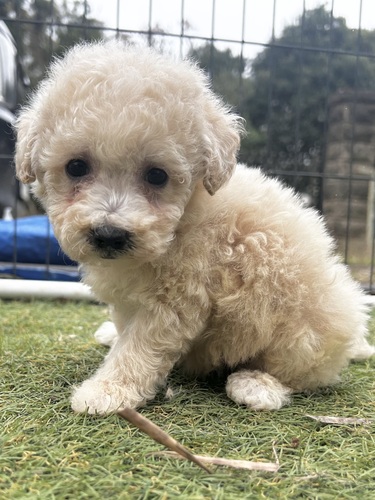 MIX・雑種 犬の販売・譲渡 14032 ビションプーの男の子