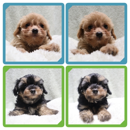 MIX・雑種 犬の販売・譲渡 14033 ●ちわぷー・総額価格です●