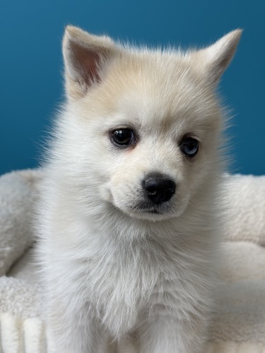 MIX・雑種 犬の販売・譲渡 14040 ポンスキー9026左目スプリットブルー