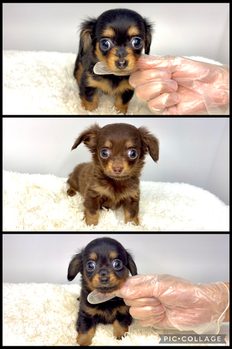 MIX・雑種 犬の販売・譲渡 14041 チワックスの兄弟