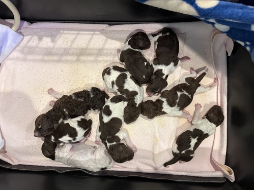 MIXEG  ̔̔En 14042 }[jhD[h