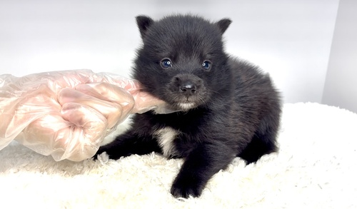 MIX・雑種 犬の販売・譲渡 14043 ポメ柴の女の子!!