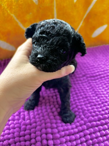 MIXEG  ̔̔En 14045 rVv[