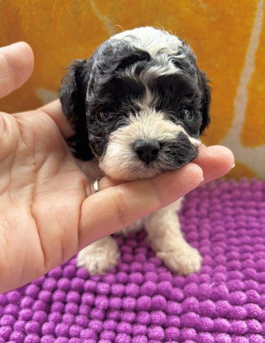 MIXEG  ̔̔En 14046 rVv[