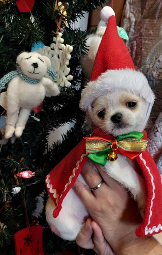 MIX・雑種 犬の販売・譲渡 14050 可愛いお顔の男の子(*´∀`*)