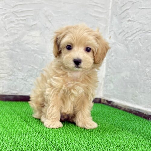 MIX・雑種 犬の販売・譲渡 14052 マルプー(ジャイロくん)