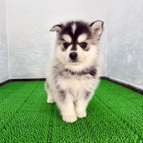 MIX・雑種 犬の販売・譲渡 14054 ポンスキーGOD君