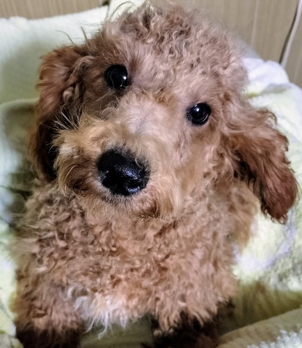 MIX・雑種 犬の販売・譲渡 14055 チワプーレッド男の子月齢経ったのでお安くいたし