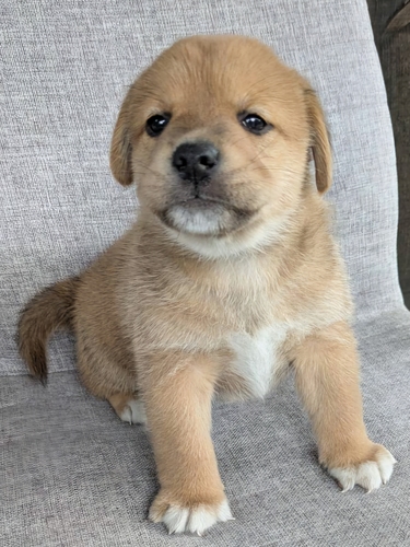 MIX・雑種 犬の販売・譲渡 14056 珍しくて可愛い!柴ビー男の子です(^o^