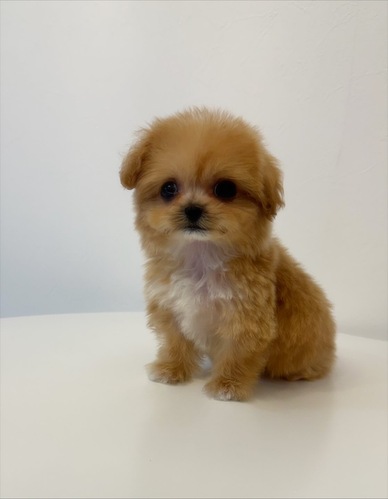 MIX・雑種 犬の販売・譲渡 14059 マルプー男の子