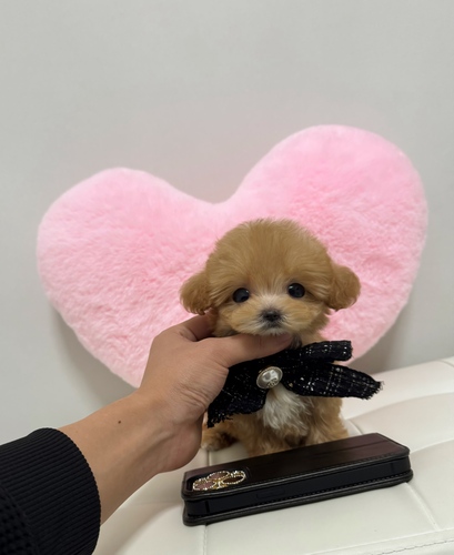 MIX・雑種 犬の販売・譲渡 14062 手のひらサイズマイクロマルプー