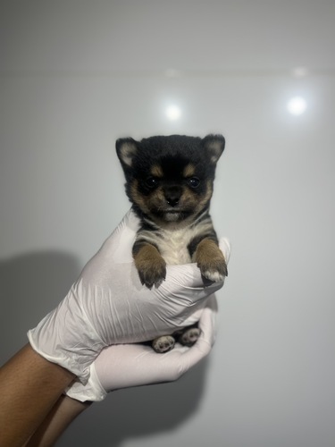 MIX・雑種 犬の販売・譲渡 14063 チワワ×豆柴8809