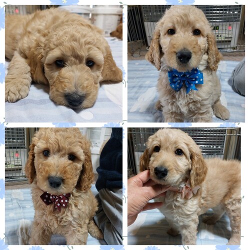 MIX・雑種 犬の販売・譲渡 14064 ゴールデンドゥードルF1b