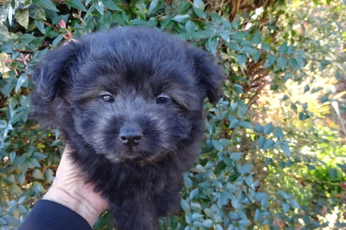 MIX・雑種 犬の販売・譲渡 14065 ポメプーのブラックです。