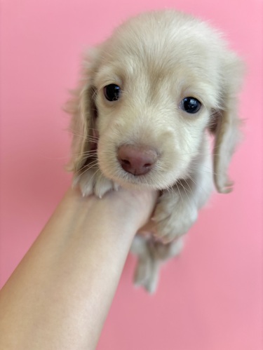 MIX・雑種 犬の販売・譲渡 14067 チワックス女の子イエロー