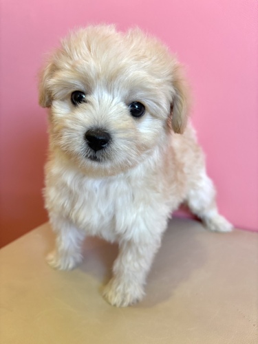 MIX・雑種 犬の販売・譲渡 14068 チワプー男の子クリーム