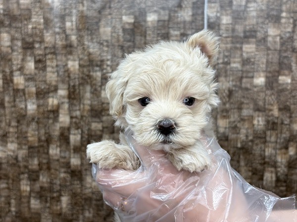 yTz`[|CgƂČĉ ̔̔ 14070