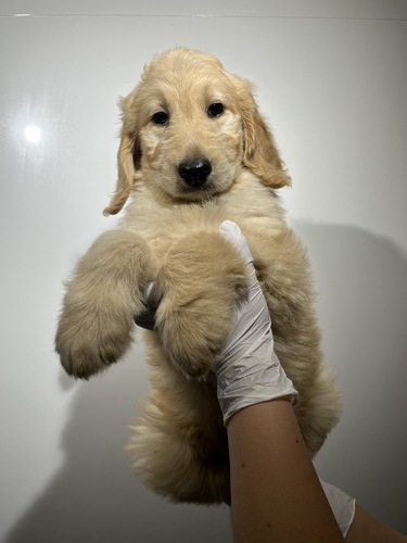 MIX・雑種 犬の販売・譲渡 14072 ゴールデン×スタンプー7555