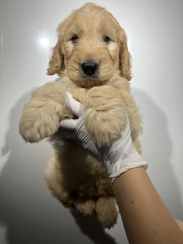 MIX・雑種 犬の販売・譲渡 14073 ゴールデン×スタンプー0235