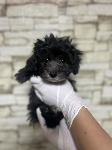 MIX・雑種 犬の販売・譲渡 14075 マルチーズ×トイプードル5820