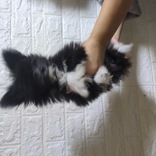 MIX・雑種 犬の販売・譲渡 14076 ポメプー