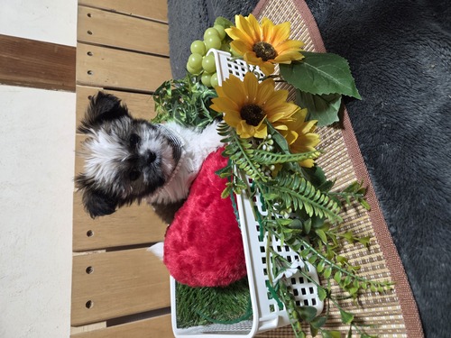 MIX・雑種 犬の販売・譲渡 14078 シーズーとチワワのミックス🎶