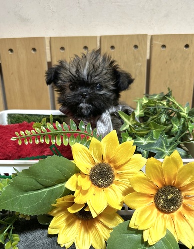 MIX・雑種 犬の販売・譲渡 14079 ブサカワ好きにはたまりませんチーズちゃん