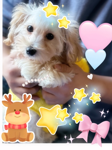 MIX・雑種 犬の販売・譲渡 14080 マルプー男の子✨✨