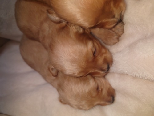 MIX・雑種 犬の販売・譲渡 14081 ダップー3兄妹