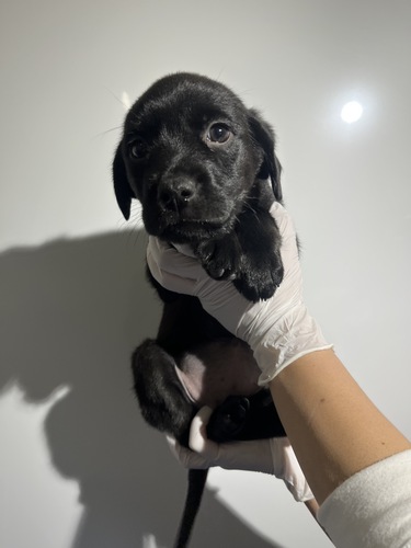 MIX・雑種 犬の販売・譲渡 14082 ラブ×ロットワイラー5468