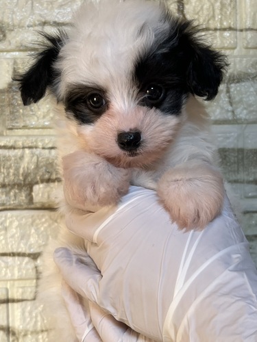 MIX・雑種 犬の販売・譲渡 14083 激レアカラー♡マルプー♡