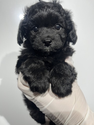 MIX・雑種 犬の販売・譲渡 14084 チワプー男の子 ブラック