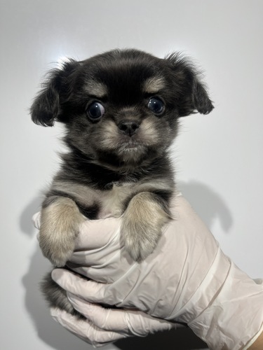 MIX・雑種 犬の販売・譲渡 14085 チワワ×ペキ ブルークリーム 男の子