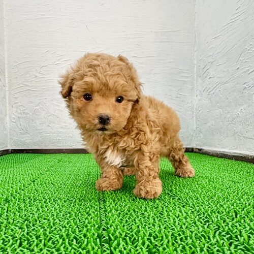 MIX・雑種 犬の販売・譲渡 14086 キャッサバ君